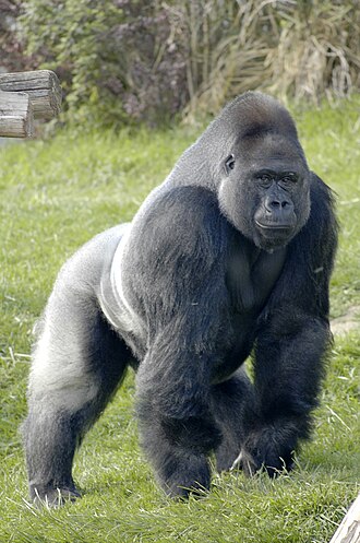 Gorilla, My Love